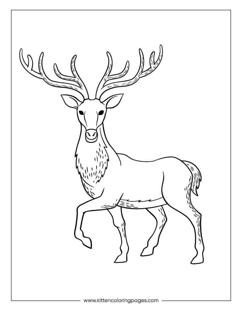 deer coloring pages 11
