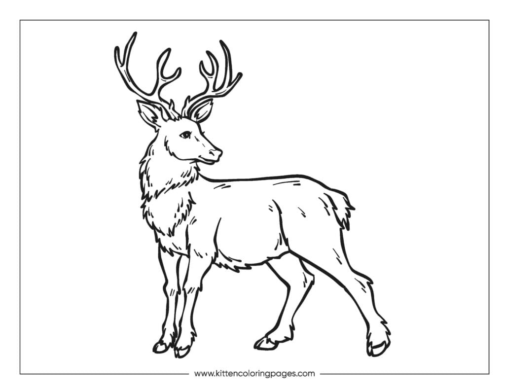 deer coloring pages 12