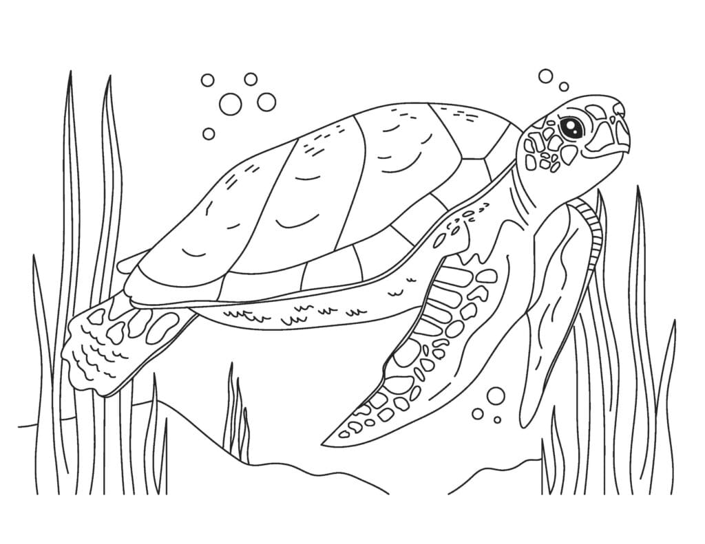 turtle coloring pages8